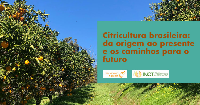 Citricultura brasileira: da origem ao presente e os caminhos para o futuro