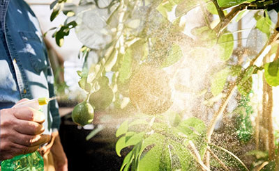 Proteção de Plantas