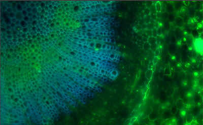 Fisiologia Vegetal